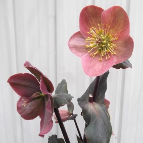 クリスマスローズ・フロスティー 5号 花終わっています - 植物