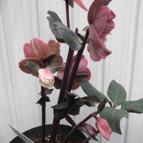 クリスマスローズ・フロスティー 5号 花終わっています - 植物