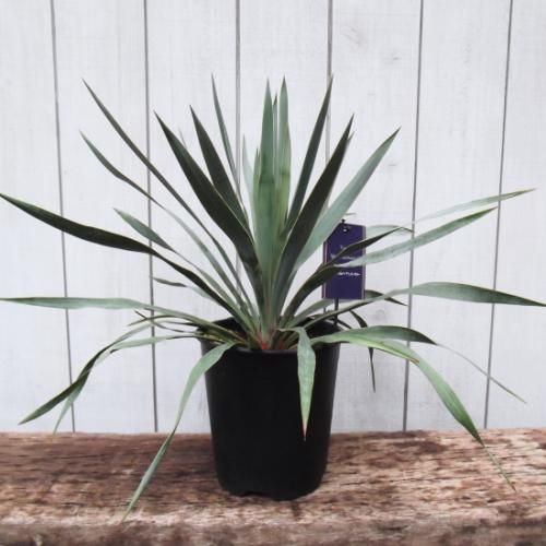ユッカ・シルバーアニバーサリー 6号 - 植物と暮らす m-plant