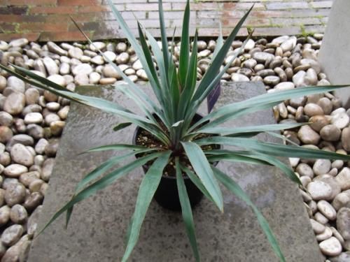 ユッカ・シルバーアニバーサリー 6号 - 植物と暮らす m-plant