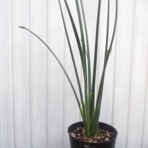 現物「ストレリチア・ユンケア」７号110ｃｍ　Strelitzia juncea ストレリチア・ユンケア 110cm 7号 - 植物と暮らす m-plant