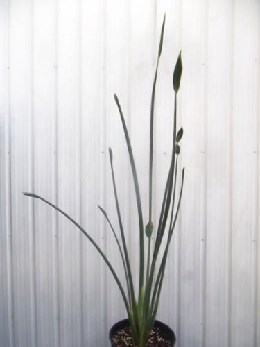 ストレリチア・ユンケア 110cm 7号 - 植物と暮らす m-plant