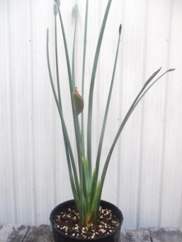 現物「ストレリチア・ユンケア」７号110ｃｍ　Strelitzia juncea ストレリチア・ユンケア 110cm 7号 - 植物と暮らす m-plant