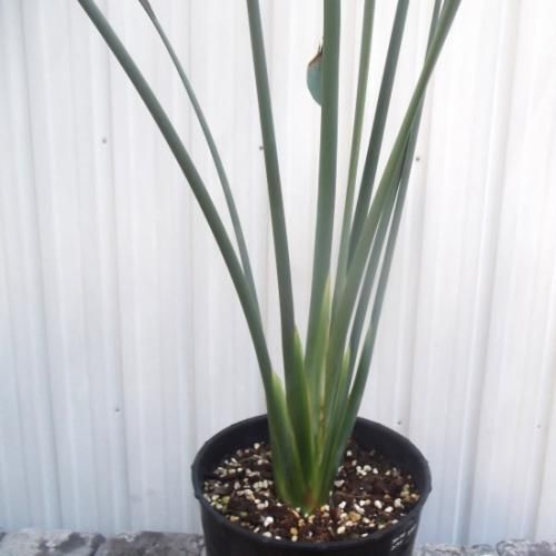 現物「ストレリチア・ユンケア」７号110ｃｍ　Strelitzia juncea 現物「ストレリチア・ユンケア」7号110cm Strelitzia juncea