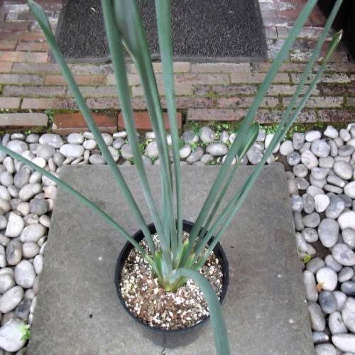 ストレリチア・ユンケア 110cm 7号 - 植物と暮らす m-plant