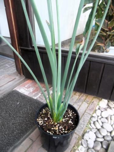 現物「ストレリチア・ユンケア」７号110ｃｍ　Strelitzia juncea ストレリチア・ユンケア 110cm 7号 - 植物と暮らす m-plant