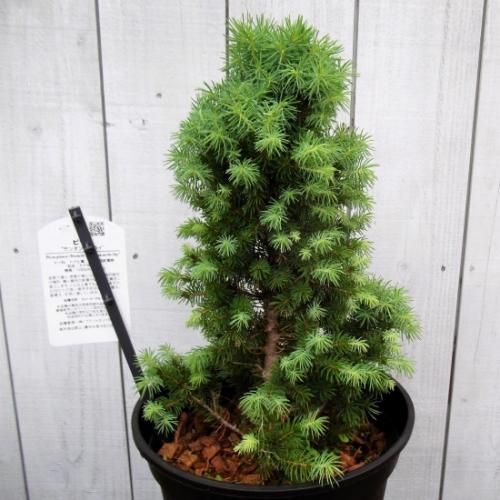 「ピセア・グラウカ・サンオンザスカイ」　７号　Picea　新芽が綺麗な今が買い！ ピセア・グラウカ・サンオンザスカイ 7号 - 植物と暮らす m-plant