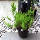 롼ʡ֥륬ꥹMikan Hazeˡ