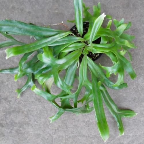  特価ブログのポータルサイト ピロシア・ロンギフォリア m-plant 植物と暮らす - 3号 その他観葉植物
