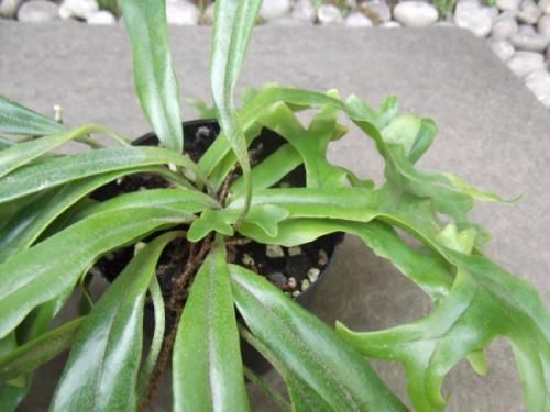 ピロシア・ロンギフォリア 3号 - 植物と暮らす m-plant