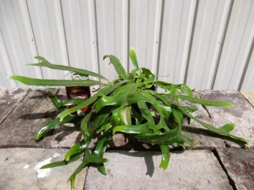 ピロシア・ロンギフォリア 3号 - 植物と暮らす m-plant
