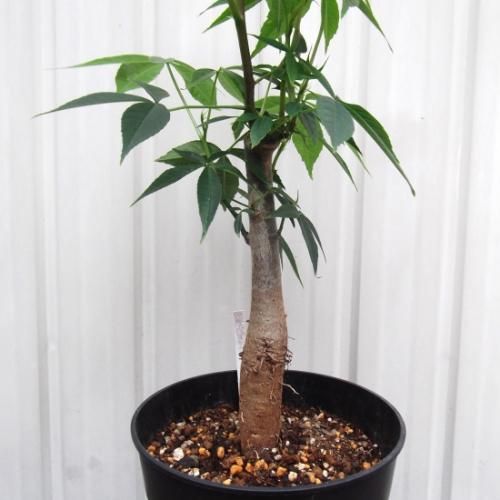 酔っ払いの木 トックリキワタ パラボラッチョ トゲトゲ 鑑賞樹木 塊根