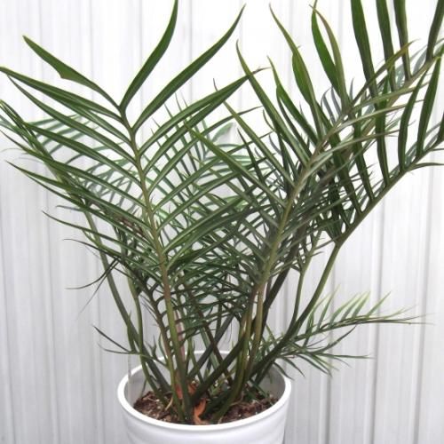 現物「フィロデンドロン・トータム」8号 Philodendron Tortum フィロデンドロン・トータム 8号 - 植物と暮らす m-plant