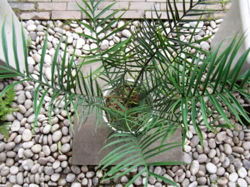 フィロデンドロン・トータム 8号 - 植物と暮らす m-plant
