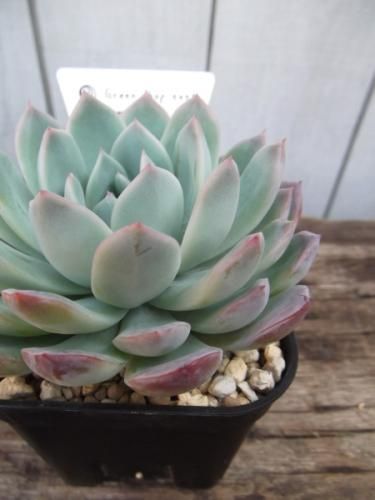 エケベリア・花月夜 3号 - 植物と暮らす m-plant