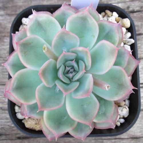 タイムセール 探し方 3号 エケベリア・オリオン - m-plant 植物と暮らす その他多肉植物