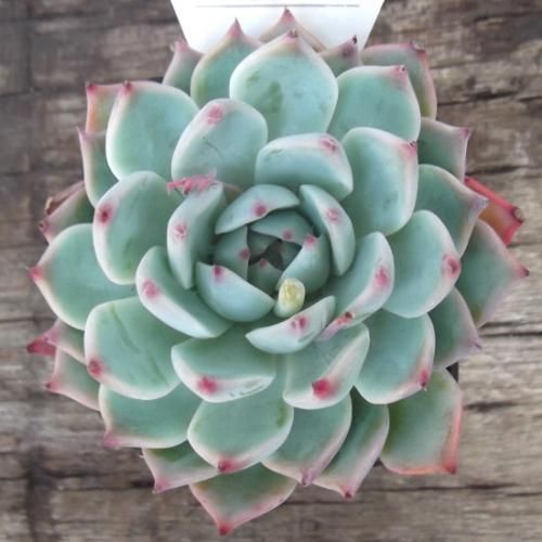 エケベリア・水蜜桃 3号 - 植物と暮らす m-plant エケベリア・水蜜桃 3号 - 植物と暮らす m-plant