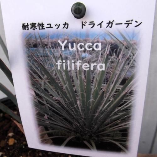 ユッカ・フィリフェラ 4号 - 植物と暮らす m-plant