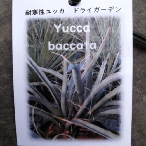 ユッカ バッカタ9号鉢大株全長75cm ユッカ バッカタ9号鉢大株全長75cm ユッカ バッカタ9号鉢大株