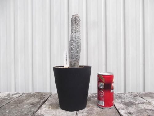 ユーフォルビア・アブデルクリ 4号 - 植物と暮らす m-plant