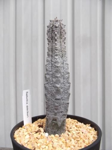 ユーフォルビア・アブデルクリ 4号 - 植物と暮らす m-plant