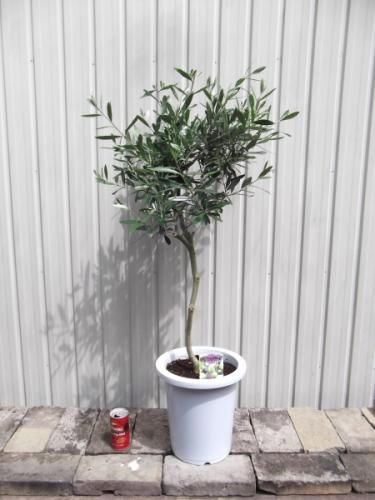 オリーブ・シプレッシーノ 8号 - 植物と暮らす m-plant