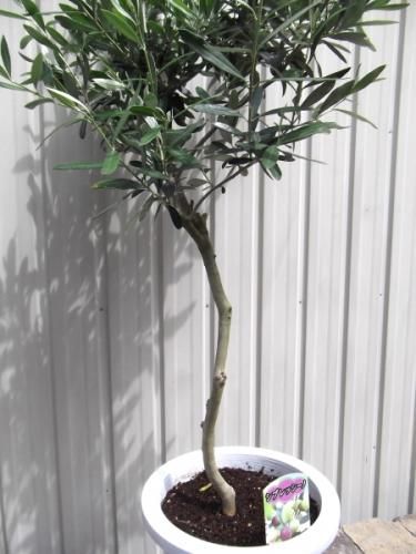 オリーブ シプレッシーノ オリーブ・シプレッシーノ 8号 - 植物と暮らす m-plant
