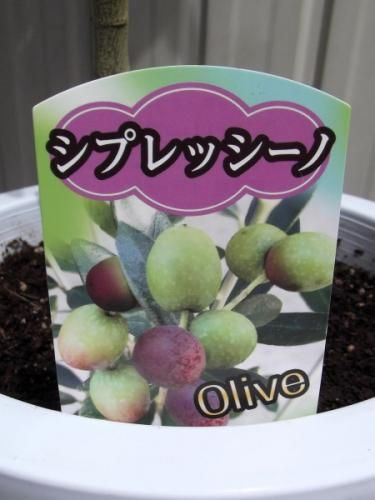 オリーブ シプレッシーノ 楽天市場】特選庭木・植木：オリーブ（シプレッシーノ）*樹高