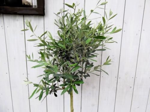 オリーブ・シプレッシーノ 8号 - 植物と暮らす m-plant