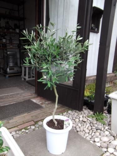 オリーブ　シプレッシーノ　スタンダード/ 473 オリーブ シプレッシーノ スタンダード/ 473