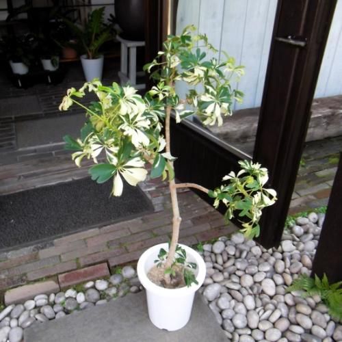 シェフレラ 現物商品】シェフレラ 枝物 10号サイズ -7 | HITOTOKI by MAKIMO