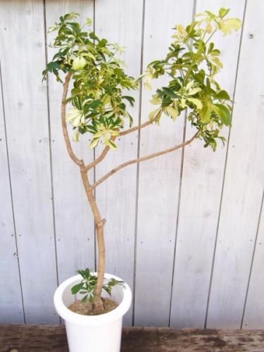 シェフレラ 細葉 えぇ気根 251021 No.55 シェフレラ コンパクタ 根