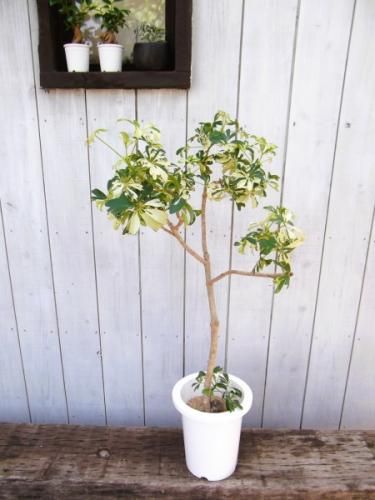 シェフレラ 現物商品】シェフレラ 枝物 10号サイズ -7 | HITOTOKI by MAKIMO