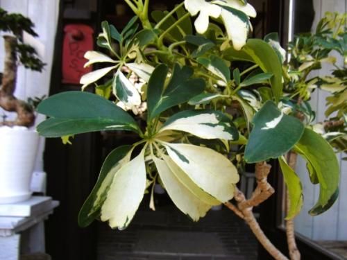 シェフレラ シェフレラ 07171 販売・通販 ［詳細ページ］ *tree tree*