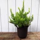 롼ʡ֥륬ꥹApricot Hazeˡ