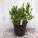 롼ʡ֥륬ꥹOrange Gemˡ