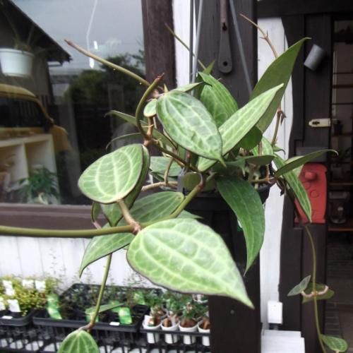 hoya ホヤ フィルラ ロング 4号 ホヤ フンギー 4号ロング｜芳樹園オンラインショップ