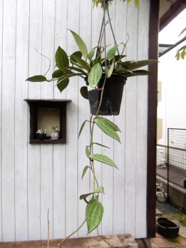 hoya ホヤ フィルラ ロング 4号 ホヤ・ マクロフィラ 吊り 4号 - 植物と暮らす m-plant