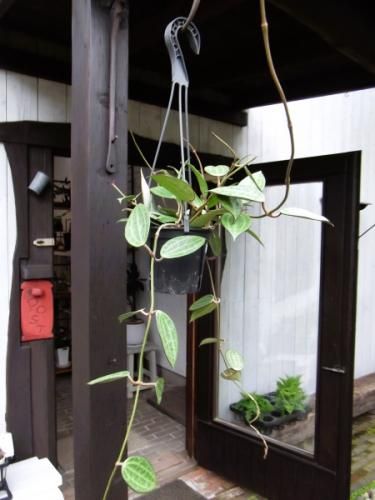 hoya ホヤ フィルラ ロング 4号 ホヤ・ マクロフィラ 吊り 4号 - 植物と暮らす m-plant