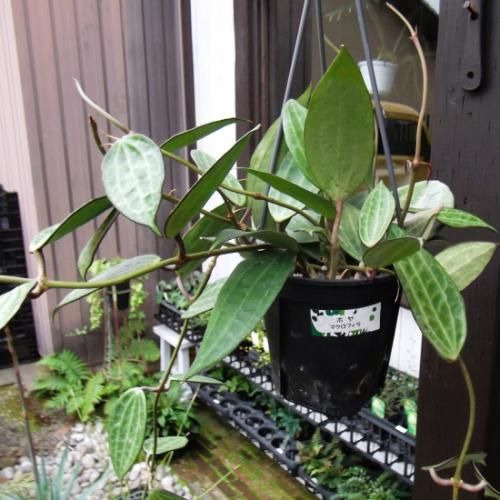 ホヤ・ マクロフィラ 吊り 4号 - 植物と暮らす m-plant