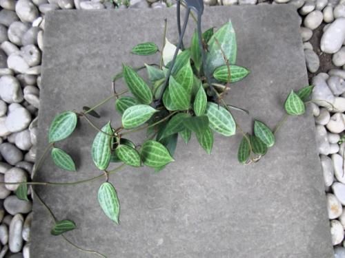 ホヤ・ マクロフィラ 吊り 4号 - 植物と暮らす m-plant