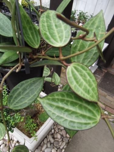 hoya ホヤ フィルラ ロング 4号 ホヤ・ マクロフィラ 吊り 4号 - 植物と暮らす m-plant