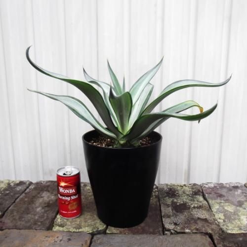 アガベ　デスメティアーナ　クイックシルバー　大株 アガベ 8号 デスメティアーナ クイックシルバー｜s200｜観葉01-D1