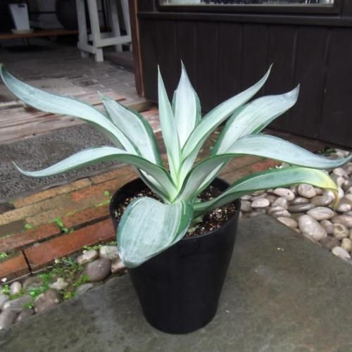 アガベ・デスメティアーナ・クイックシルバー 6号 - 植物と