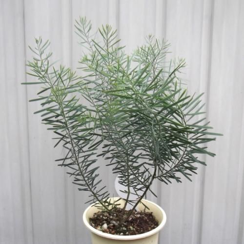 アカシア スノーウィーリバー アカシア・スノーウィーリバー 4号 - 植物と暮らす m-plant