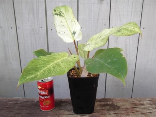 フィロデンドロン・スノードリフト 4号 - 植物と暮らす m-plant