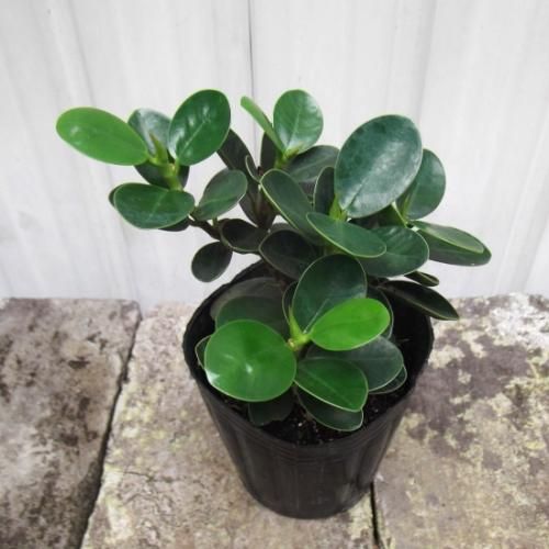 パンダガジュマル　希望の商品を選べます パンダ ガジュマル | 観葉植物通販HitoHana(ひとはな)