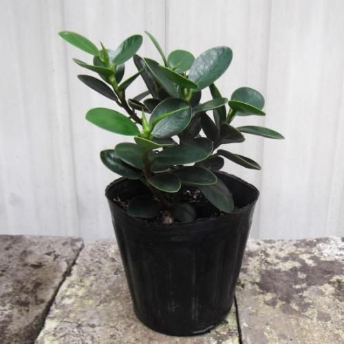 小パンダガジュマル 3号 - 植物と暮らす m-plant