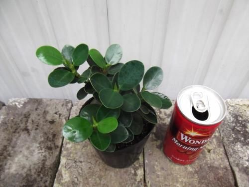 小パンダガジュマル 3号 - 植物と暮らす m-plant