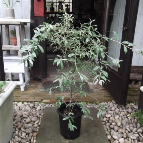 ❈ ロシアンオリーブ フレッシュ ❈ ❈ ロシアンオリーブ フレッシュ ❈ ロシアンオリーブ 7号｜s200｜花木